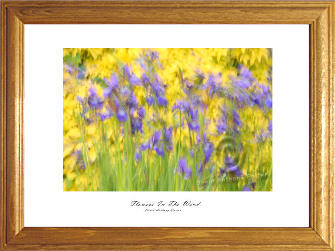 Photos of Purple Iris by david anthony batten