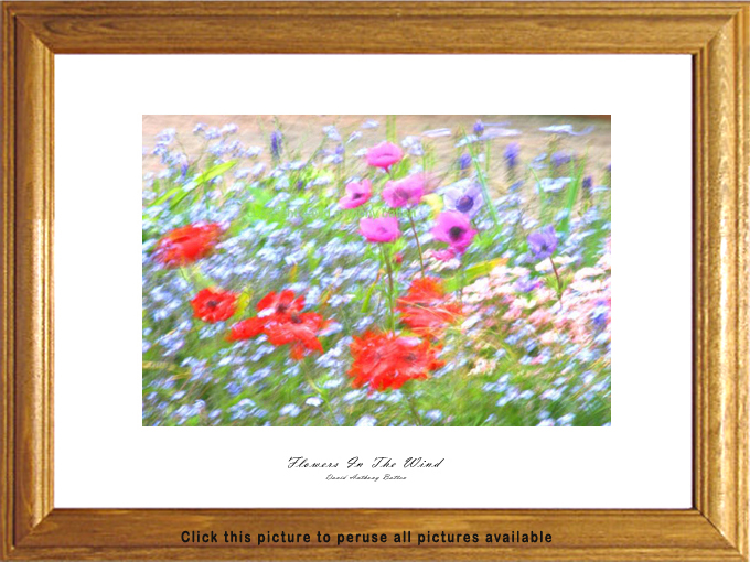 Photos of Flowers for Sale