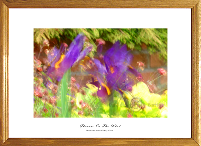 Photos of purple flowers for sale. Flowers in the wind by David Anthony Batten