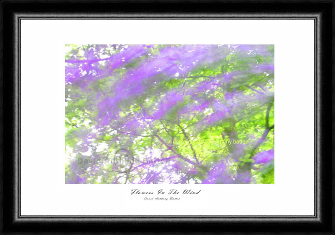 Photo of purple flowers. Purple Haze in the wind