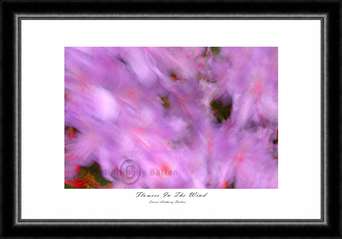 Photos of Flowers in Clyne Gardens by david anthony battenFlowers in the wind by david anthony batten