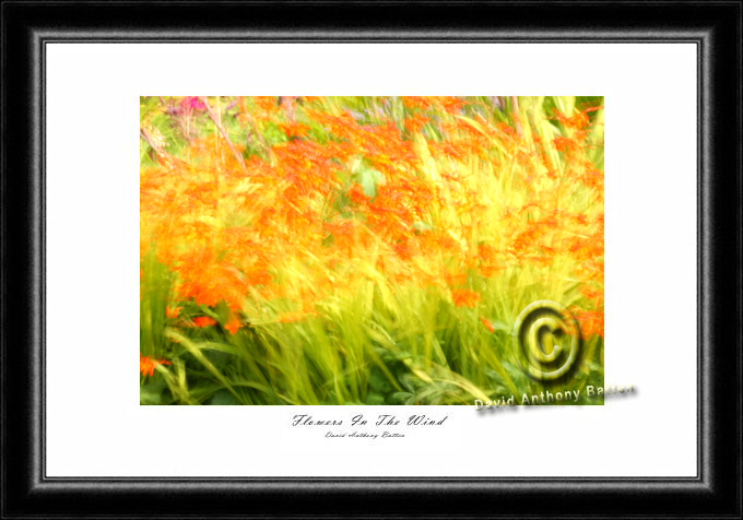 Photos of fire flowers by david anthony batten