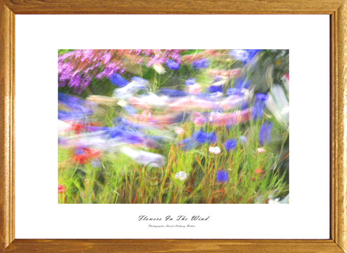 Photos and Photographs of flowers in the wind by david anthony batten