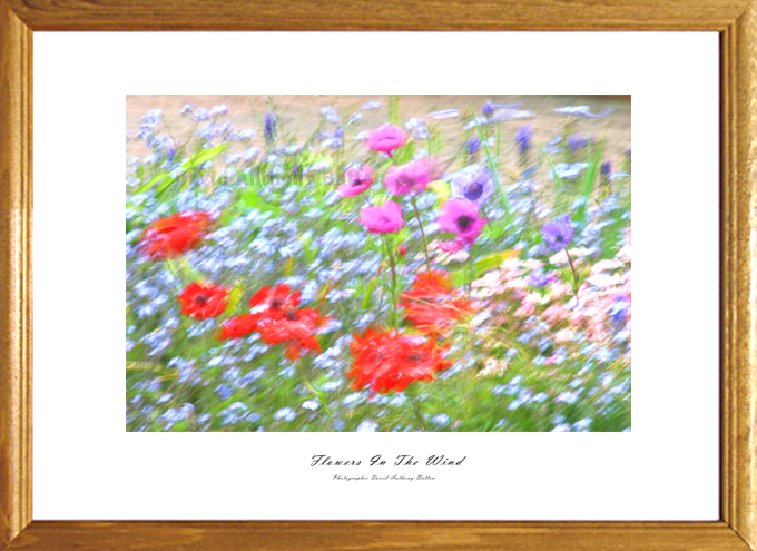 Photos  of Garden flowers for sale. Flowers in the wind by david anthony batten