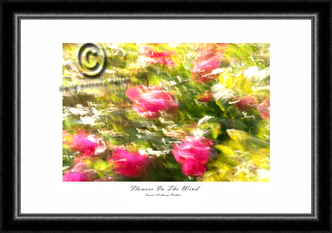 Red Rose Bush for sale Cardiff and Bridgend