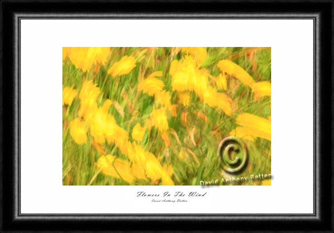 Photos of yellow Daiseys for Sale. Flowers in the wind by david anthony batten