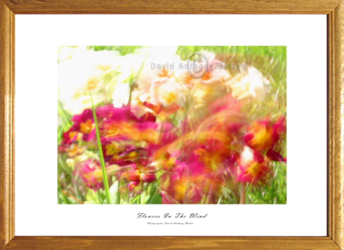 Photos of Fire flower for sale. Flowers in the wind by david anthony batten