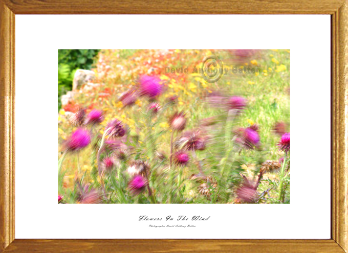 Photos of Scottish Thistle. Flowers in the wind by david anthony batten