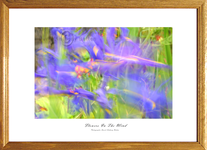 Photos of Purple Iris Flowers for sale Bridgend Wales UK.  by david anthony batten