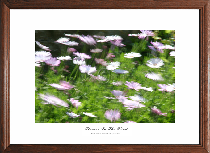 Photos of Daisies for sale. Photos of flowers in the wind by david anthony batten