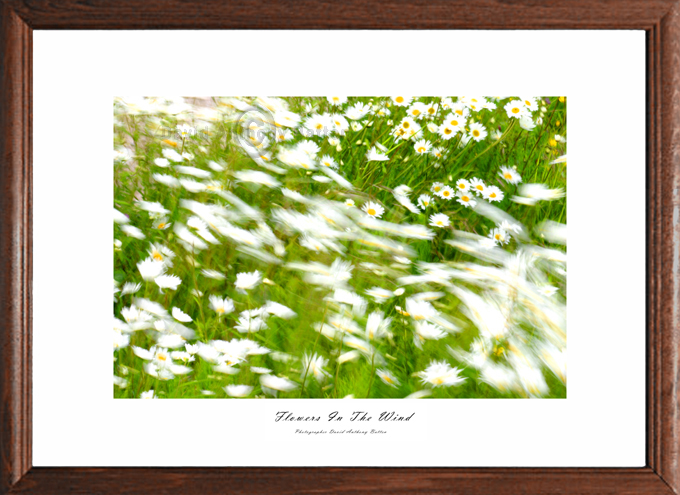 Photos of Maywead by david anthony batten