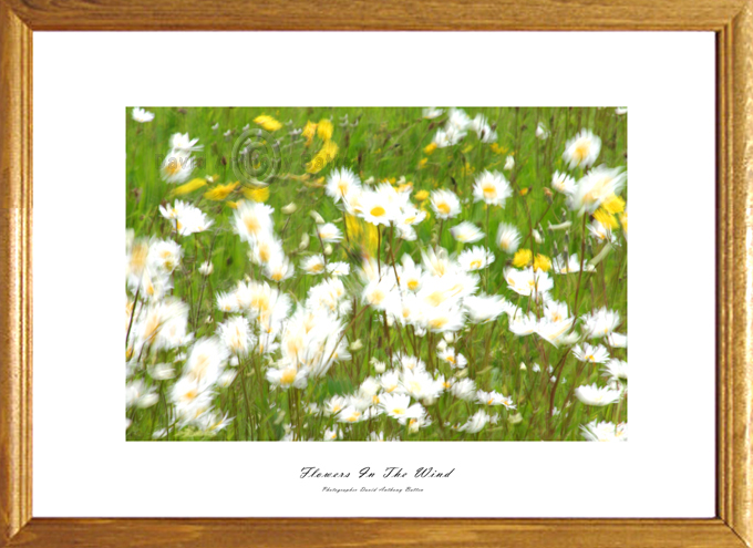 Photos of Daiseys and Maywead by David Anthony Batten