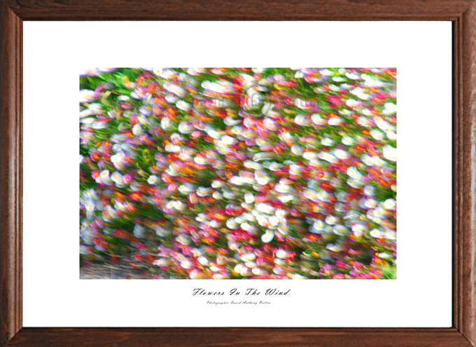 Photos  of multi coloured Daiseys.Flowers in the wind by david anthony batten