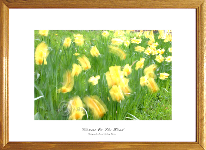 Photos of Yellow Daffodiles. Flowers in the wind by david anthony batten