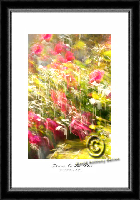 Photo of Red Roses like Salvador Dali by David Anthony Batten