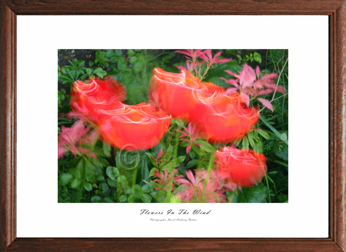 Photos of Tulips from Amsterdam Flowers in the wind by david anthony batten