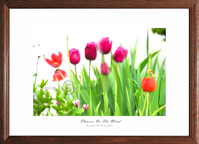 Photos of Purple Tulips Flowers in the wind by david anthony batten