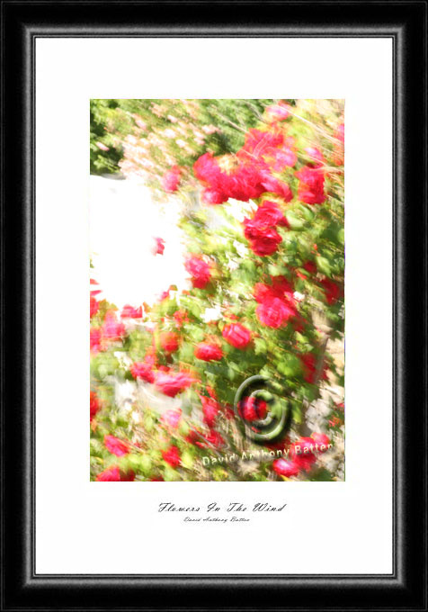 Red Roses in the wind photo