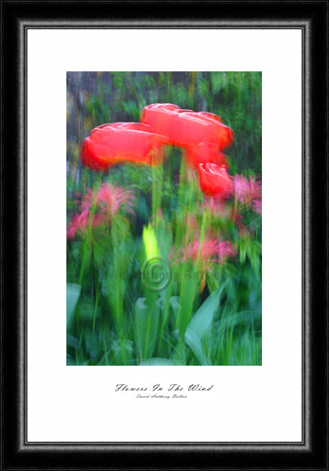 Red Poppies in the wind portrait photo