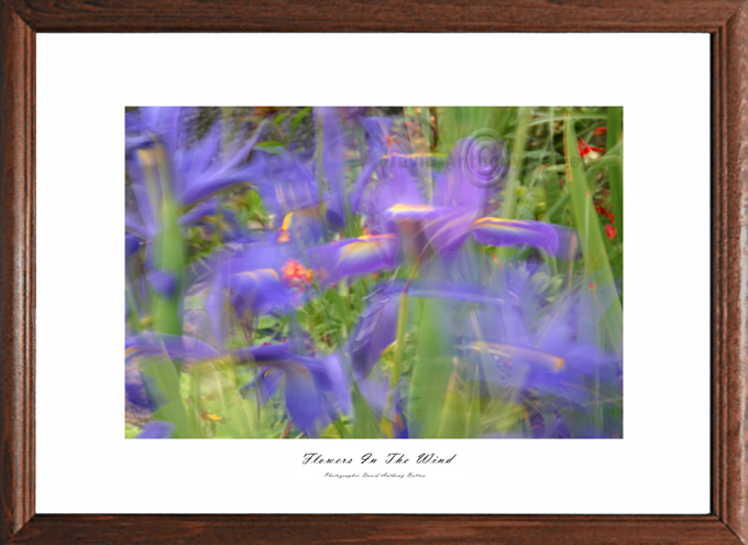Photos of Iris. Flowers in the wind by david anthony batten