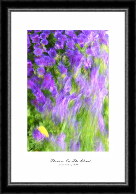 Photos of flowers for sale. Flowers in the wind by david anthony batten