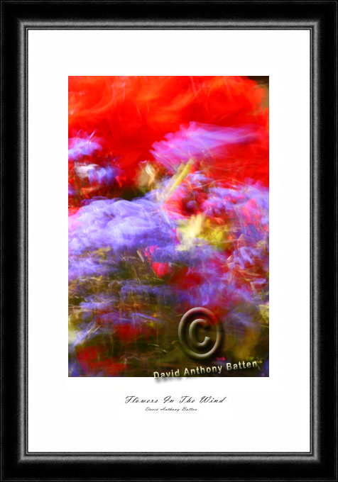 Abstract Photos of yellow Red and purple flowers. Flowers in the wind by david anthony batten