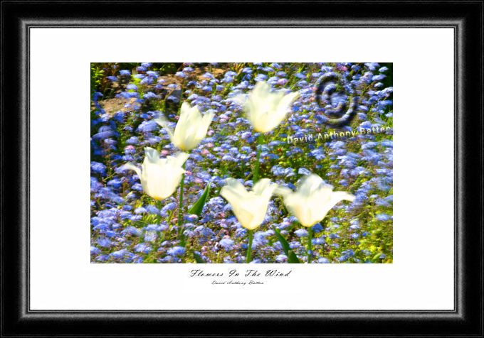 Impressionist Photo of White Tulips by David Anthony Batten