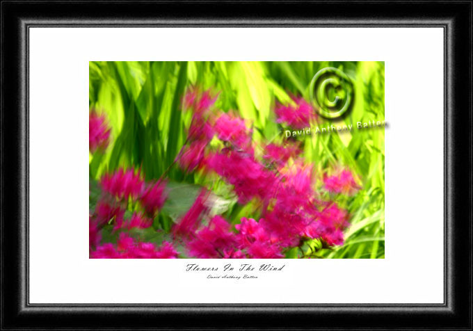 Photos of Wall flowers at Clyne Gardens Swansea in the wind by david anthony batten