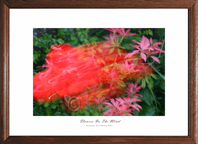 Photo of Red Poppies in the wind