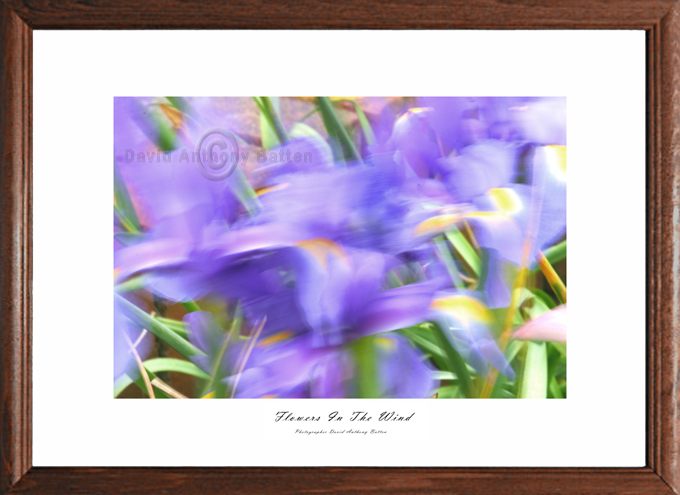 Photos of Purple Iris flowers in the wind by david anthony batten