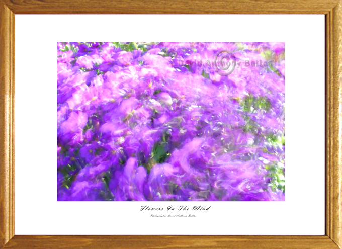 Photos of purple flowers in the wind by david anthony batten