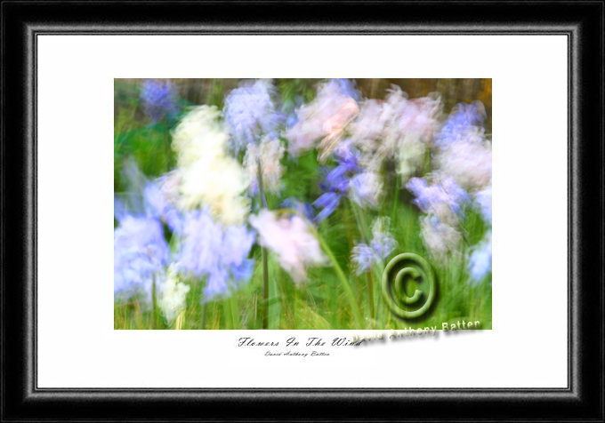 Photos and Photographs of flowers in the wind by david anthony batten